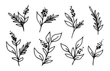Simple hand drawn vector sketch in ink. Floral set, flowers, branches with leaves, inflorescences of field herbs.