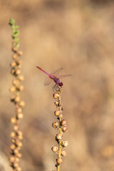 The dragonfly on the twigs.