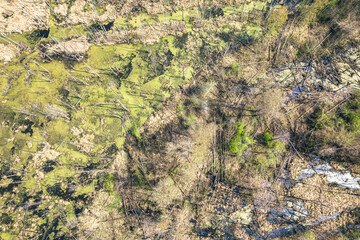 Swamp with fallen trees top down aerial view