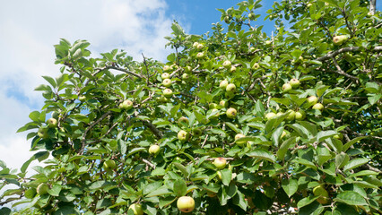 Manzanas verdes en ramas de manzanos en pomar