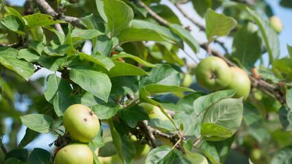 Manzanas verdes en ramas de manzanos en pomar
