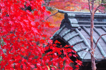 紅葉に染まる神社