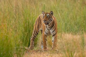 Wild tiger standing alert in grassland of Ranthambore national park.