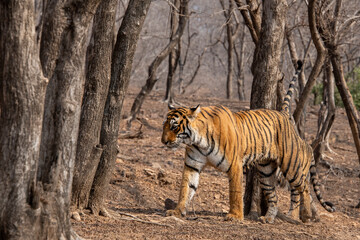 Wide angle of a Tiger walking in the dry forest of Ranthambore national park in summer.