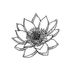 sun flower floral illustration in vintage style design