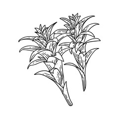  floral illustration in vintage style design