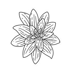 Sansevieria floral illustration in vintage style design