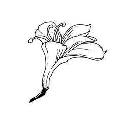 hibiscus floral illustration in vintage style design