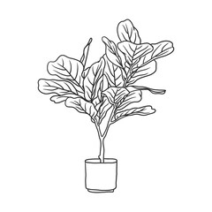 house plant illustration