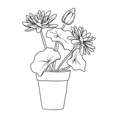 house plant illustration