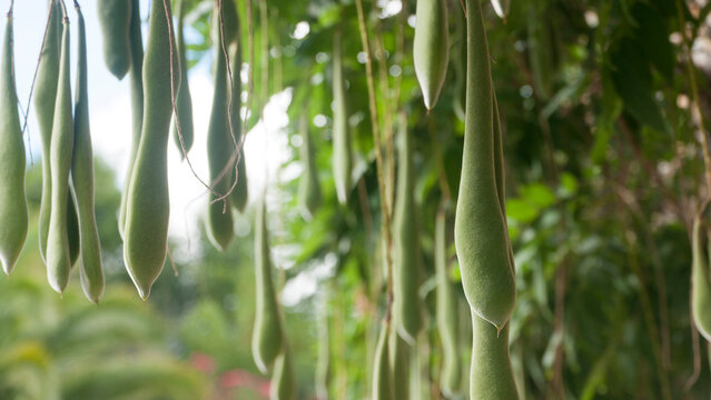 Vainas colgando de arbusto verde
