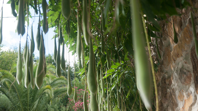 Vainas colgando de arbusto verde