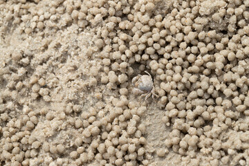 Small ghost crab making sand ball and digging hole in sand beach with twinkle sand background. Close up.