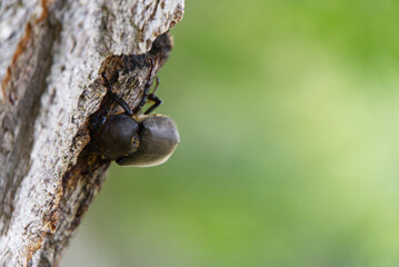 summer beetle shore of lake kussharo hokkaido