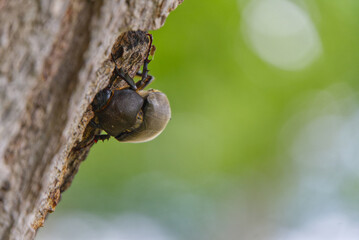 summer beetle shore of lake kussharo hokkaido