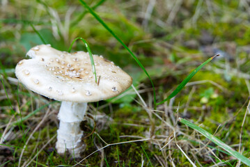 summer mushroom hokkaido lake kussharo shore