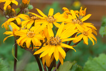 Ligularia dentata flowers in the garden, close up
