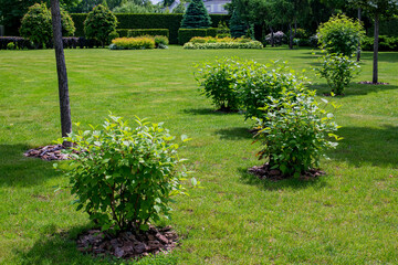 green deciduous bushes with mulching in backyard garden bed, landscaped park with mulching plants...