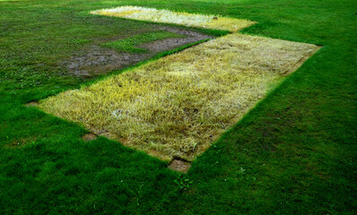 etiolated leaves of grasses without chlorophyll. whitewashed in contrast with the fresh green...