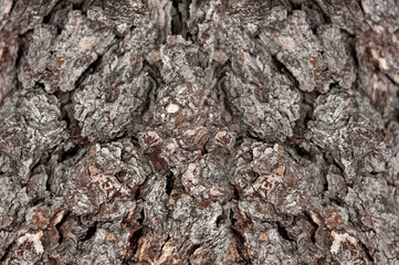 tree bark background close up