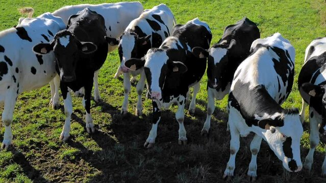 troupeau de vaches laiti&egrave;res