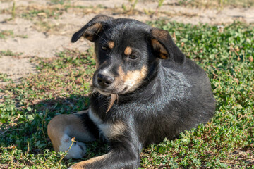 A puppy holds a bird feather in its mouth