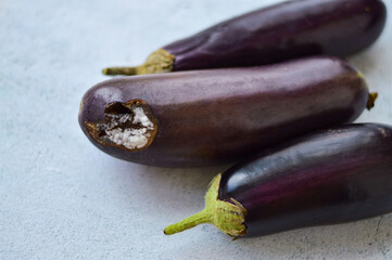 Sluggish purple eggplants that have been lying for a long time. White rot on vegetables.