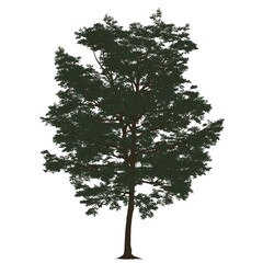 Sagoma Albero Colorata 04