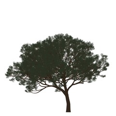 Sagoma Albero Colorata 02