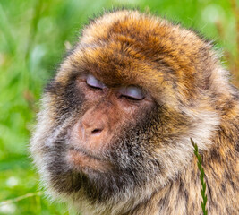 monkey face expression