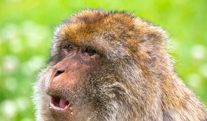 monkey face expression