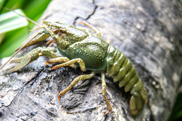 The small crayfish move on the tree against background. Crayfish on the fallen wood with green leaves around