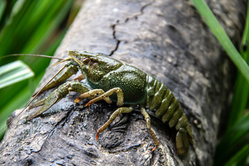 The small crayfish move on the tree against background. Crayfish on the fallen wood with green leaves around