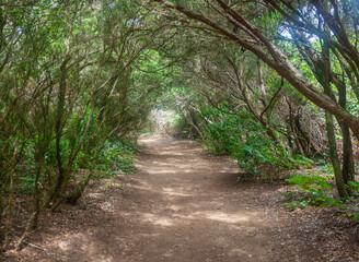 Path in the rural park of Anaga, Tenerife, Spain