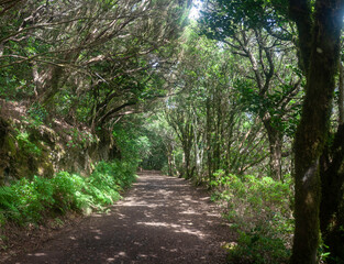 Path in the rural park of Anaga, Tenerife, surrounded by trees that cover the path.