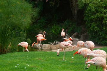Flamingos in the Loro Parque, Tenerife, Spain 