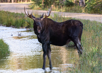 Bull Moose in a stream. Colorado Rocky Mountains