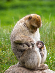 monkey family