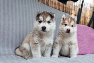 Husky puppies playing on the bench 