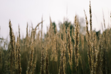 Yellow grass in the field on a Sunny summer day or morning, in light pastel colors