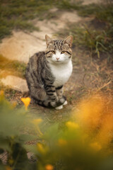 Photo of a beautiful striped cat in the garden.