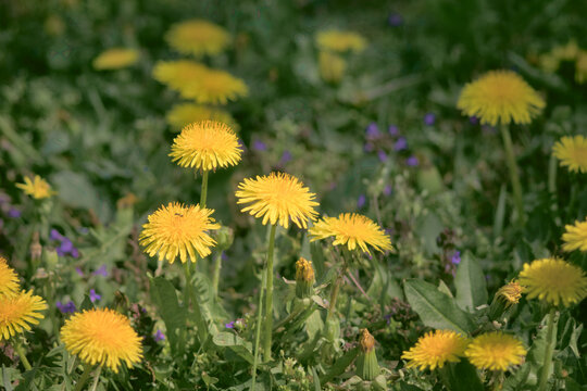 Taraxacum officinale jako mniszek lekarski lub mniszek pospolity zwany potocznie mleczem -  Taraxacum officinale as a dandelion or common dandelion commonly known as dandelion. In Polish it is known a
