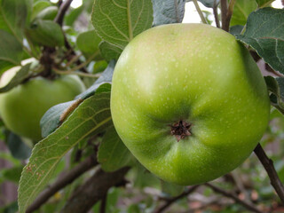 Apple tree branch with apples on a blurred background during ripening.