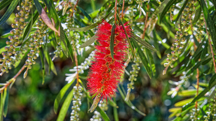 Callistemon citrinus – Rince-bouteille