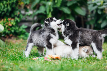 Husky puppies playing on the grass