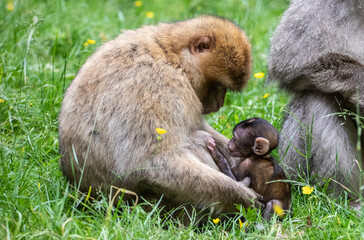 loving mother monkey