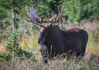 Moose in the Colorado Rocky Mountains