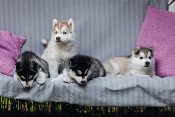 Husky puppies playing on the bench 