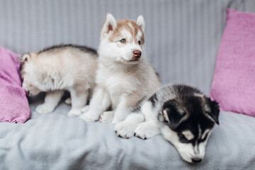 Husky puppies playing on the bench 