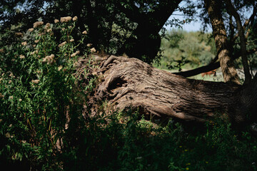 Fototapeta premium Oh the beautiful nature. Rotterdam.Rozenburg.Netherlands.